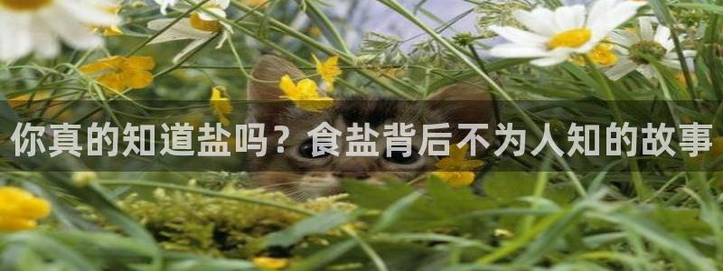 威九国际ppt官网