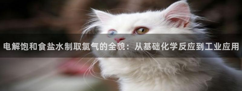 保定威九网络科技有限公司电话